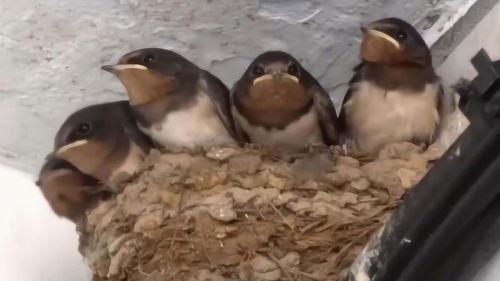 娱乐吃瓜009老燕子